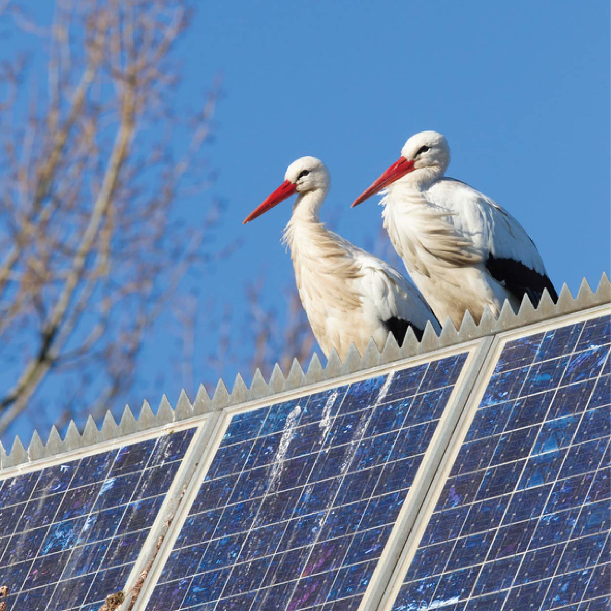 When Are Critter Guards Needed for Solar Panels?
