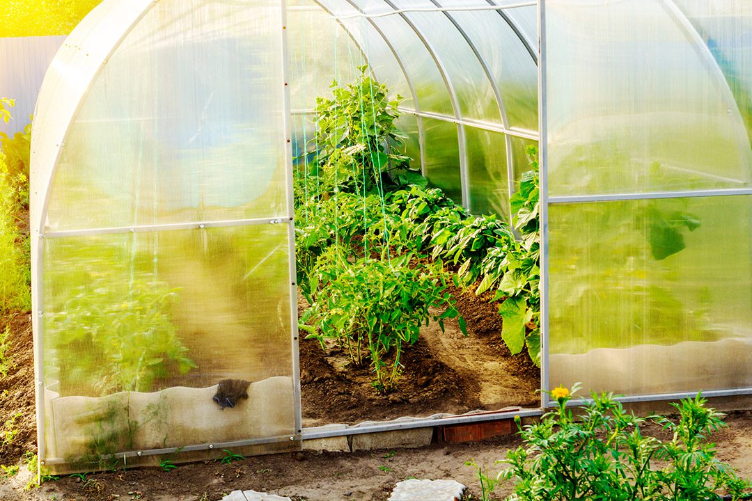 Solar-Powered Greenhouses: Using Solar Power Energy to Grow Your Garden
